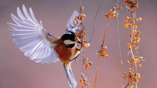 老外跟你说“eat like a bird”是什么意思？他可不是在说“你像只鸟”！