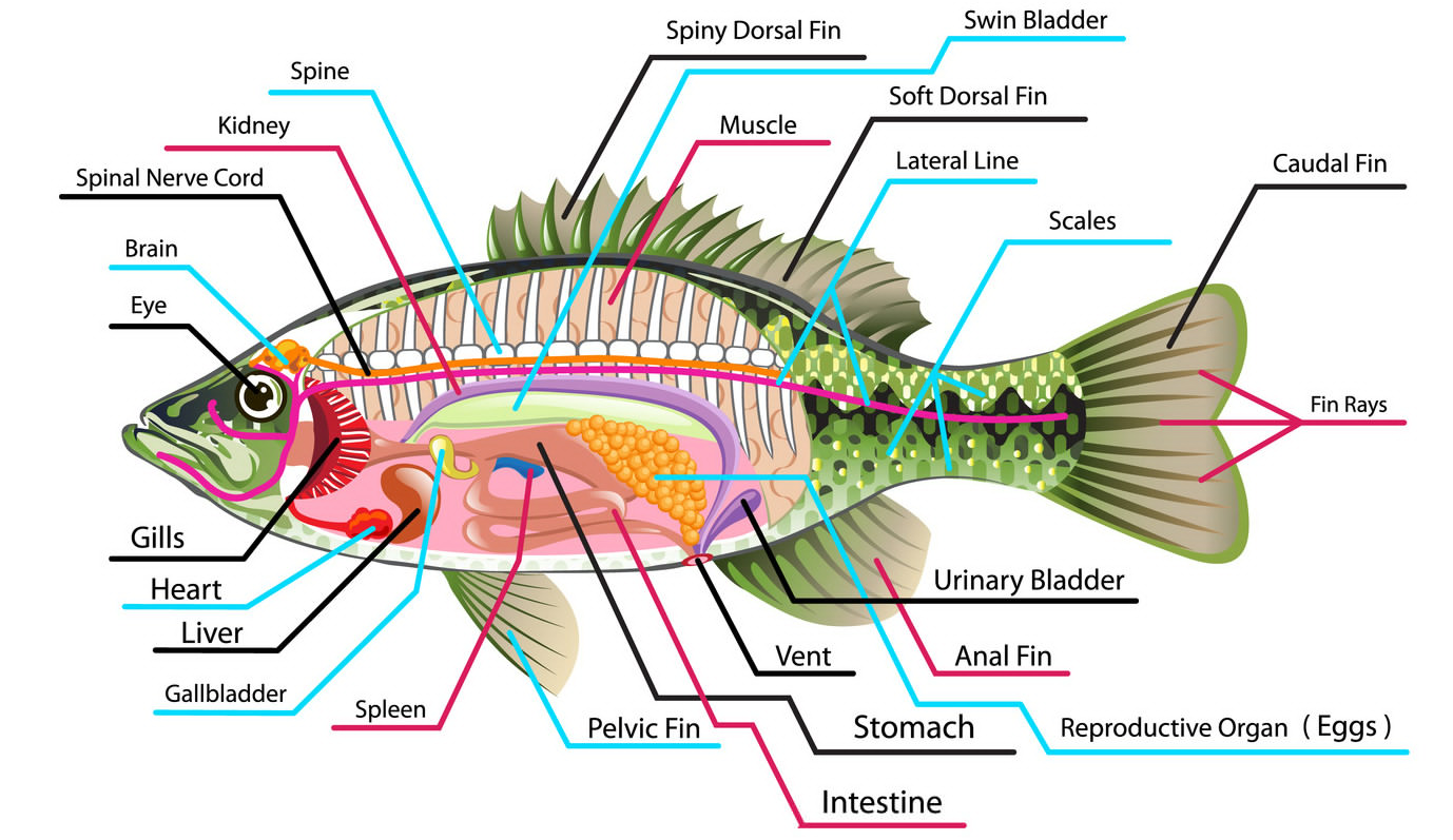 鱼的内部解剖图图片